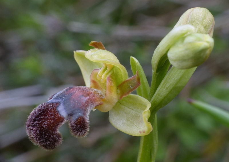 Orchidee di Creta: tra mitologia, montagne e natura, marzo 2015